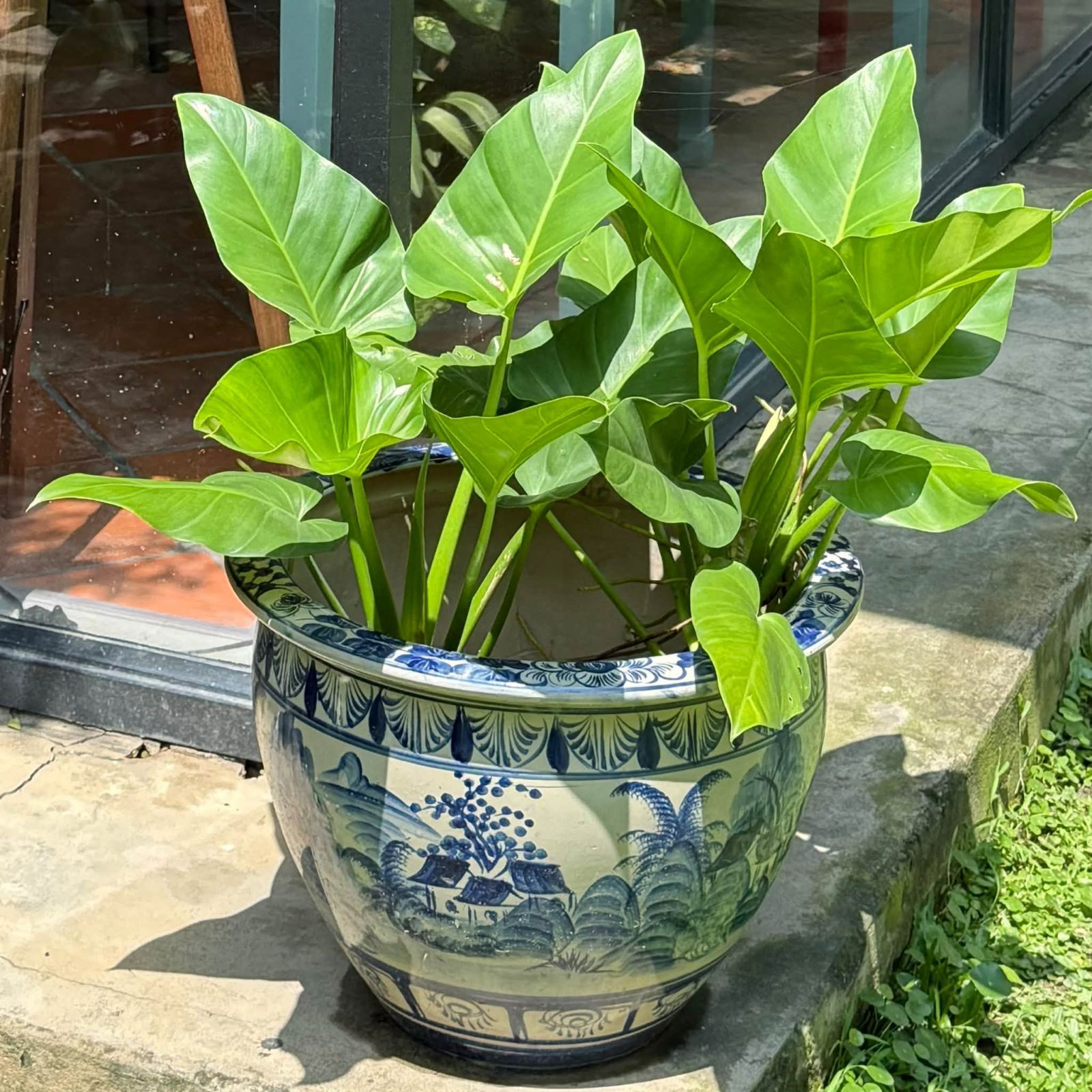 Blue and white porcelain garden pots